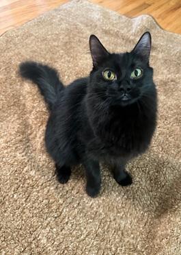 Ariel, a cat for adoption from Give Me Shelter Cat Rescue