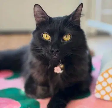 Ariel - Domestic Medium Hair