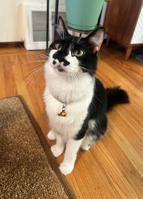Banjo, Domestic Medium Hair