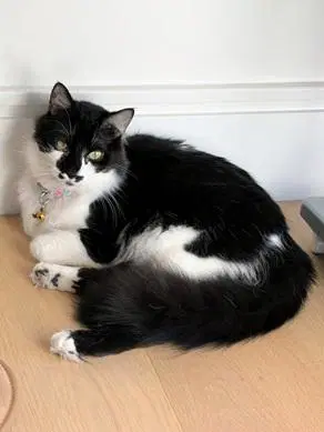 Banjo - Domestic Medium Hair