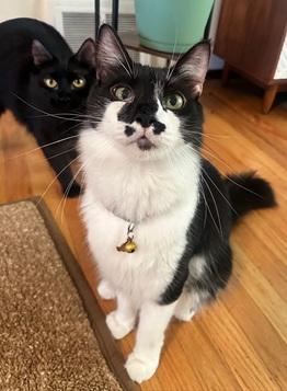 Banjo, photo 4
