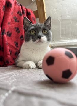 Jolie, a cat for adoption from Give Me Shelter Cat Rescue