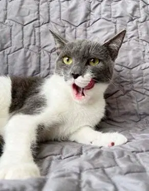 Jolie - Domestic Short Hair