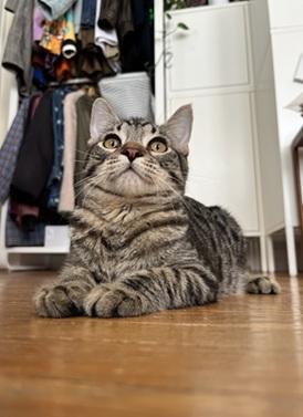 Needoh, Domestic Short Hair