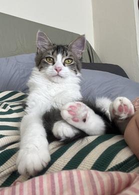 Noah, Domestic Medium Hair