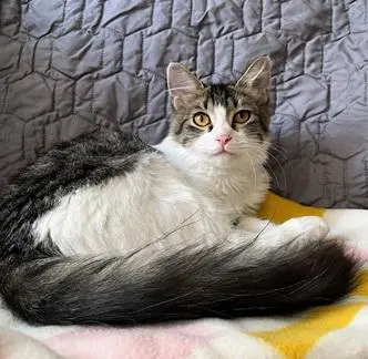 Noah - Domestic Medium Hair