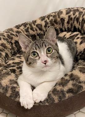 Ava, a cat for adoption from Give Me Shelter Cat Rescue