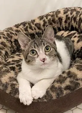 Ava - Domestic Short Hair
