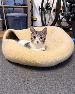 Ava - Domestic Short Hair