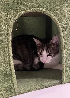 Jax - Domestic Short Hair