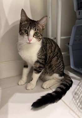 Louie, a cat for adoption from Give Me Shelter Cat Rescue