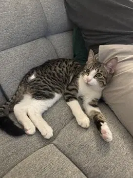 Louie - Domestic Short Hair