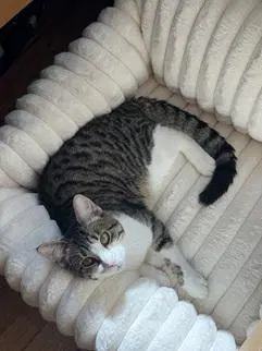 Louie image 3