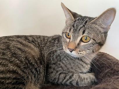 Squeekie, Domestic Short Hair