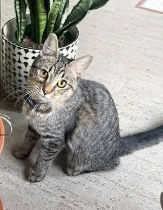 Squeekie - Domestic Short Hair