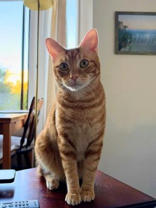 Tommy, Domestic Short Hair