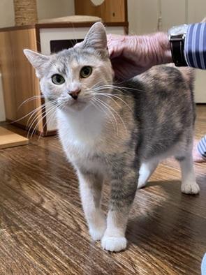 Kora