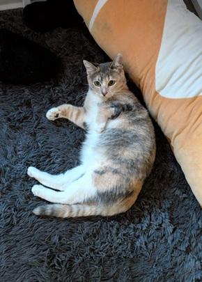 Photo 3 of Kora