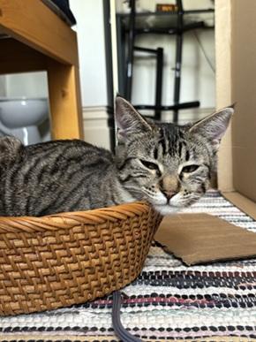 Mini Mia, photo 3