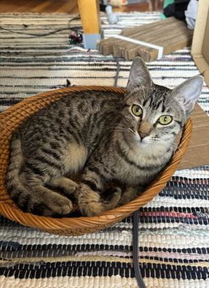 Faith, a young female cat up for adoption
