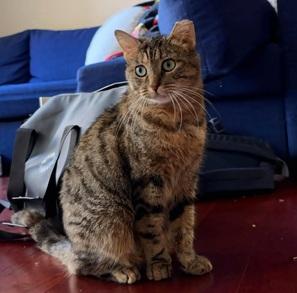 Junipurr aka Juni