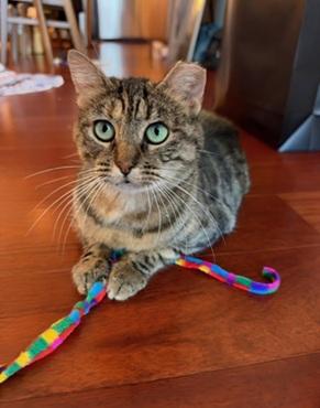 Junipurr aka Juni, photo 2
