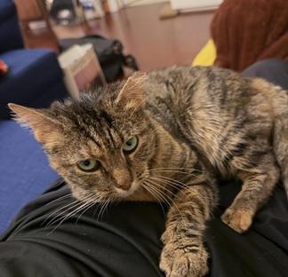Junipurr aka Juni, photo 4