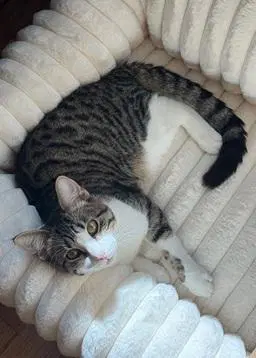 Louie - Domestic Short Hair