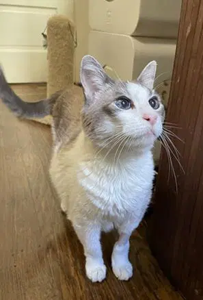 Polly - Domestic Short Hair
