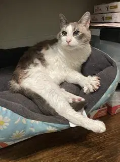 Polly image 3