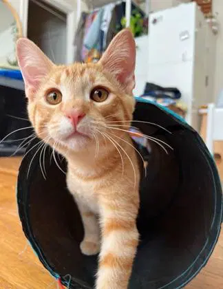 Sprocket - Domestic Short Hair
