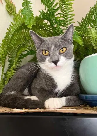 Ruby - Domestic Short Hair
