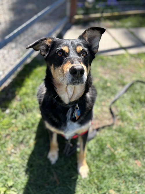 Sadie — thumbnail 3