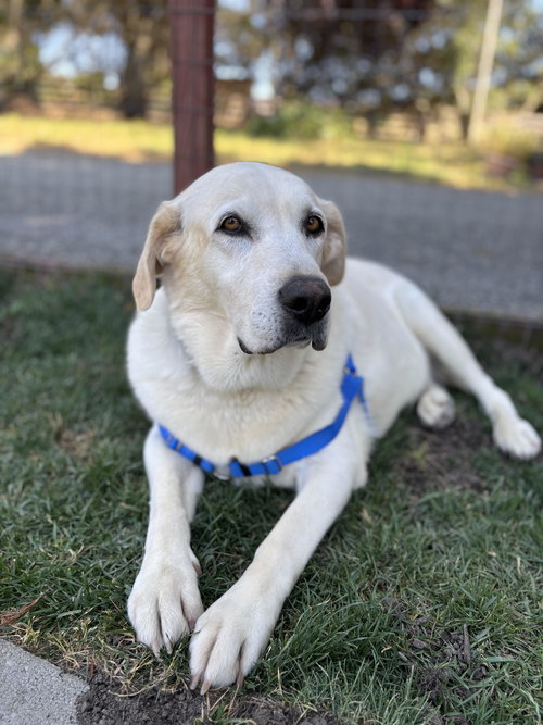 Nikki (Bonded to Koda)
