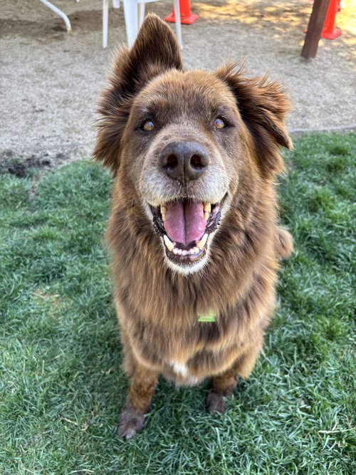 Koda (Bonded to Nikki)