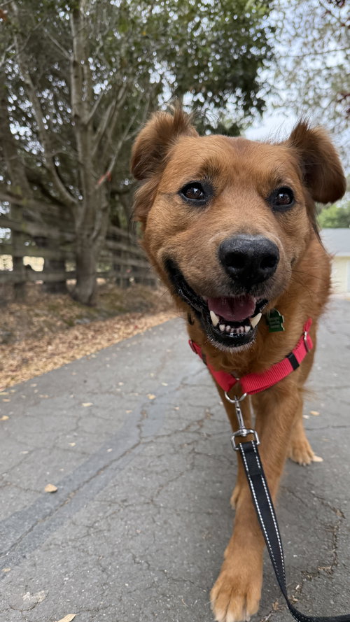 Bruno — thumbnail 2