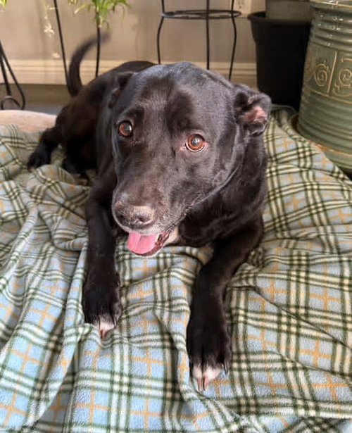 Harli (Bonded to Bear)