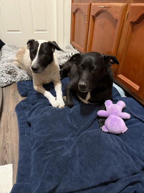 Harli (Bonded to Bear) — thumbnail 2