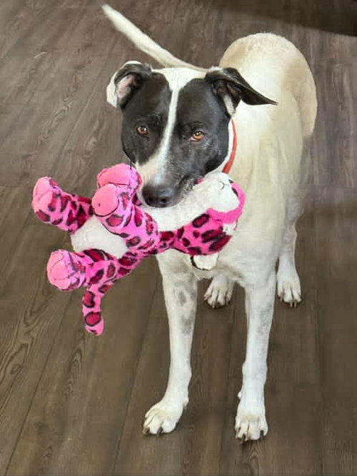 Bear (Bonded with Harli)