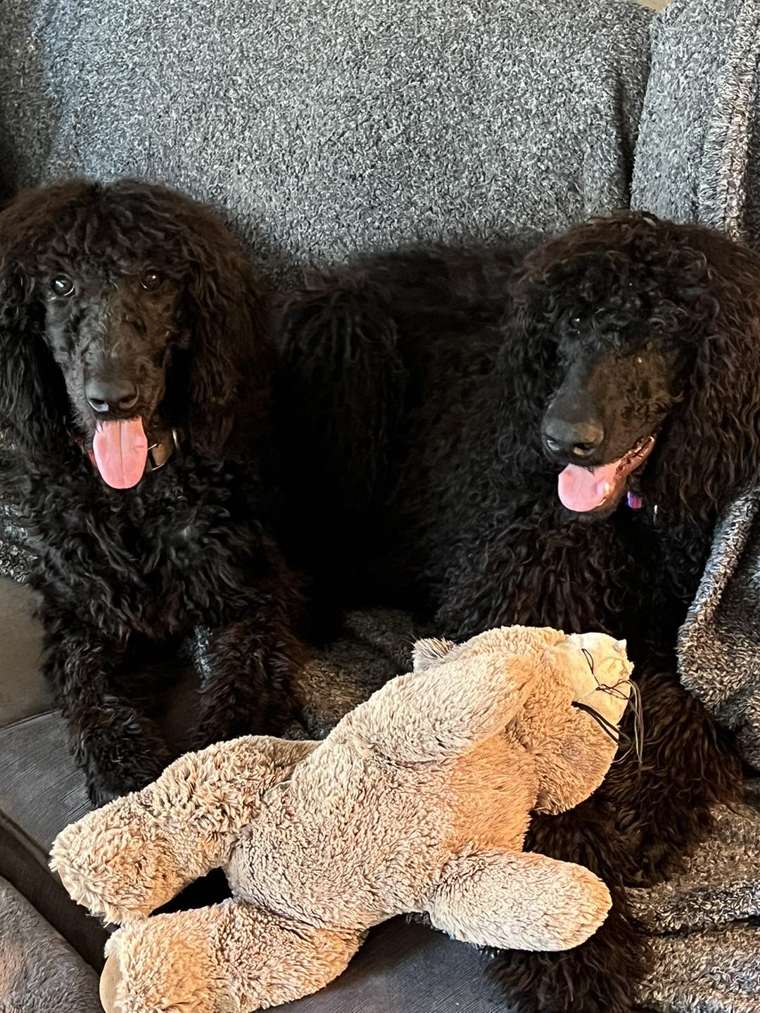 With all love to my 8-month old puppy, are toy poodles known to be as  intelligent as standard poodles? : r/poodles