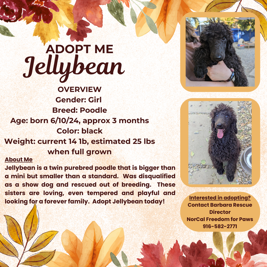 adoptable Dog in Rancho Cordova, CA named Jelly Bean