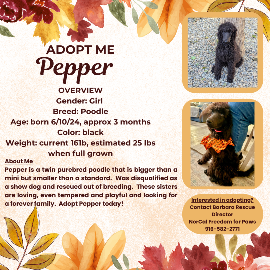 adoptable Dog in Rancho Cordova, CA named Pepper