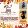 adoptable Dog in  named Pepper