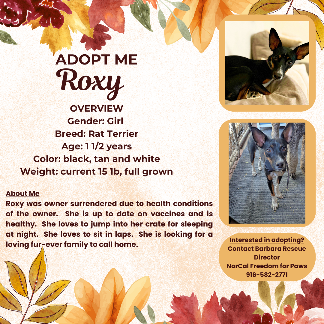 adoptable Dog in Rancho Cordova, CA named Roxy