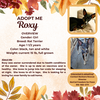 adoptable Dog in  named Roxy