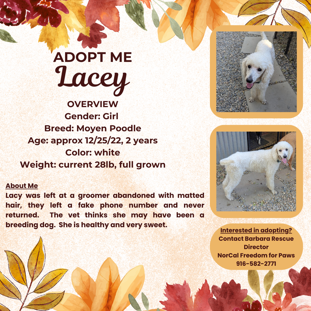 adoptable Dog in Rancho Cordova, CA named Lacey