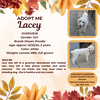 adoptable Dog in rancho cordova, CA named Lacey