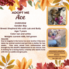 adoptable Dog in rancho cordova, CA named Ace