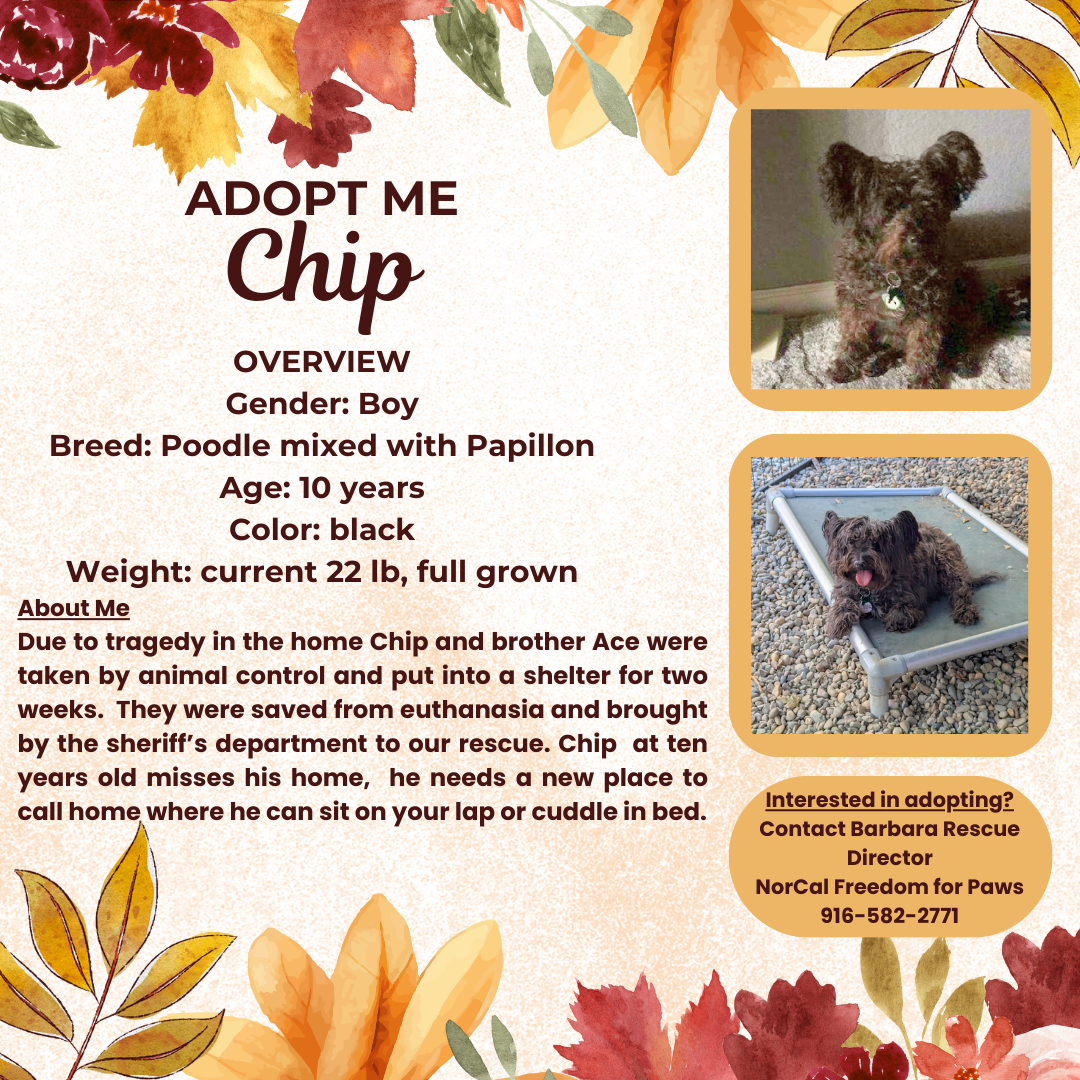 adoptable Dog in Rancho Cordova, CA named Chip