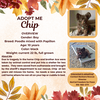 adoptable Dog in rancho cordova, CA named Chip